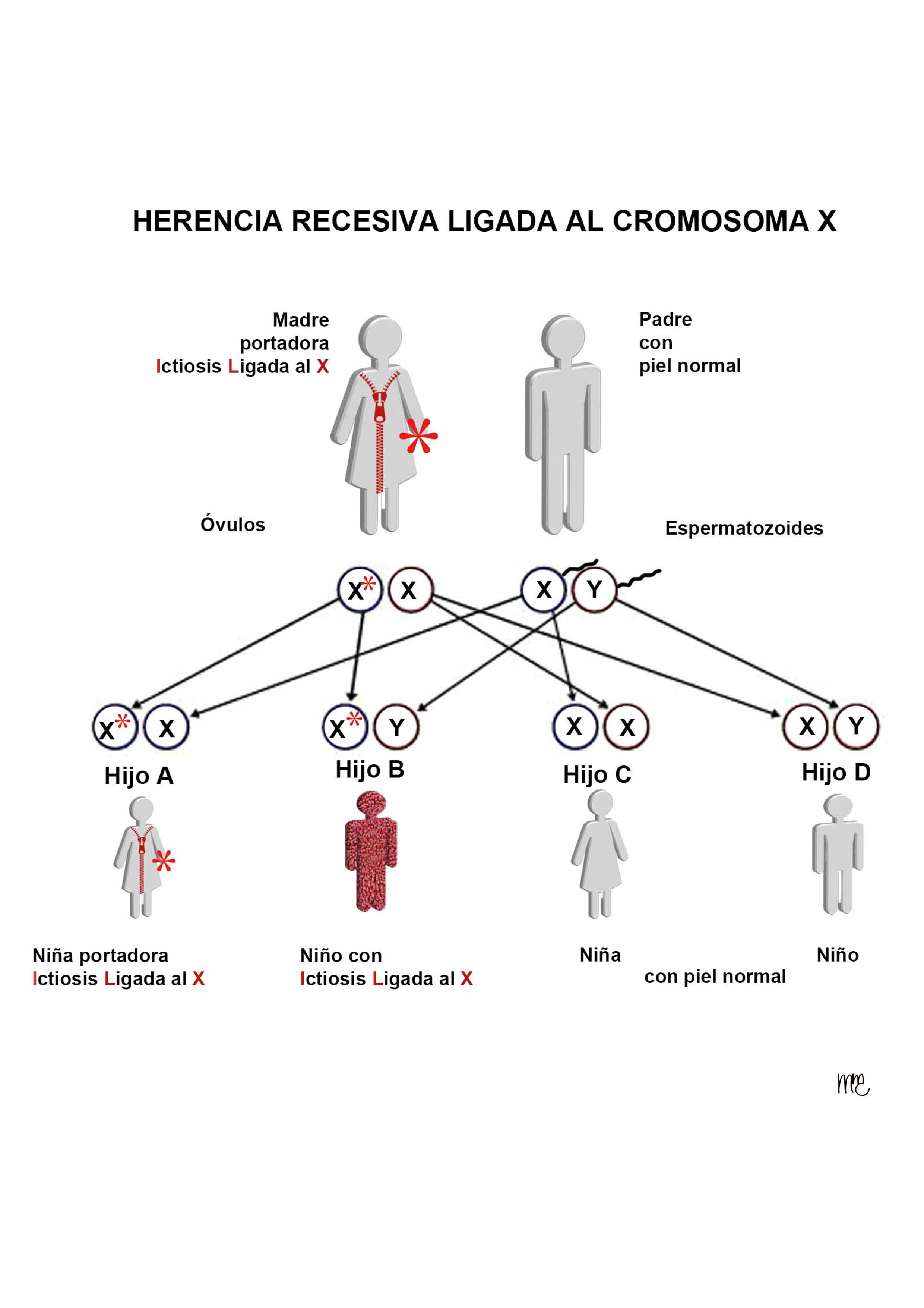 Informaci N Gen Tica Asic